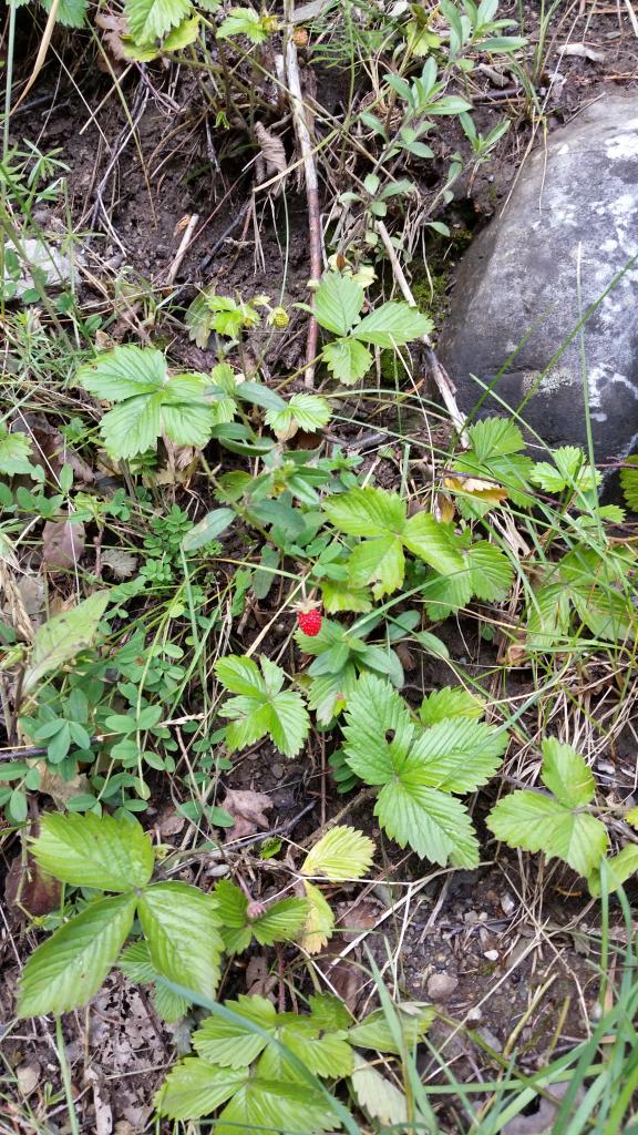 Sentier des Poussettes, 2014