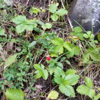 Sentier des Poussettes, 2014